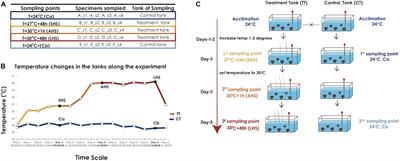 Gearing Up for Warmer Times: Transcriptomic Response of Spongia officinalis to Elevated Temperatures Reveals Recruited Mechanisms and Potential for Resilience